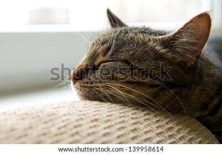 Sleeping cat on a sofa, sleeping cat face close up, small sleepy lazy cat, lazy cat on day time, sleeping kitten, sleepy cat close up, animals, domestic cat, relaxing cat, cat resting