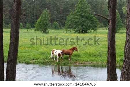 Horses in nature, photo framed, to horses in natural nature, idyllic view with two horses, 2, wild animals, domestic animals