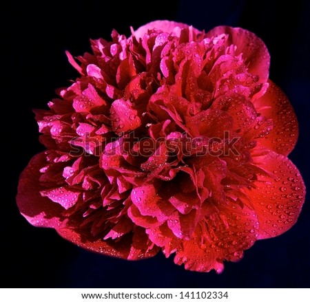 Red purple pink peony flower isolated on dark blue black background, purple peony, red flower, spring flower, pink peony, beautiful pink peonies on dark background,