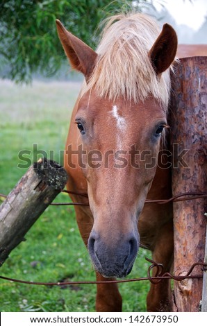 One horse in grass field close up, horse in natural background, horse in nature, wild animal, domestic animal, strong animal, brown horse close up early morning before work day, useful in field