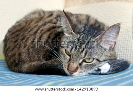 Sleepy sad cat on a sofa, sleepy cat face close up, sleepy lazy cat, lazy cat on day time, sleeping kitten,cat in light brown blur background, focus to the face, domestic cat relaxing cat, cat resting
