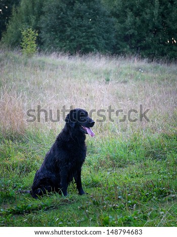 One black chocolate labrador retriever in the grass field, labrador training, wet labrador retriever sitting in the grass field, labrador after swimming, summer, dog outside, domestic dog, wet dog