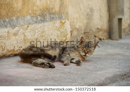 Relaxing cat, cat resting, sleeping cat in the street on sunny day, lazy cat in the street, lazy cat on day time, sleeping kitten, animal, domestic cat, street cat, cat in the street