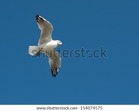 White seagull flying in the blue sky, one isolated seagull in blue background, flying bird in the sky,white isolated bird in the blue clear sky background