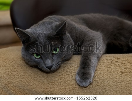 Russian Blue Cat on a chair in blur light background, sleepy cat face close up, lazy cat, lazy cat on day time, animals, domestic cat, relaxing cat, cat resting, Russian Blue, portrait of sad cat