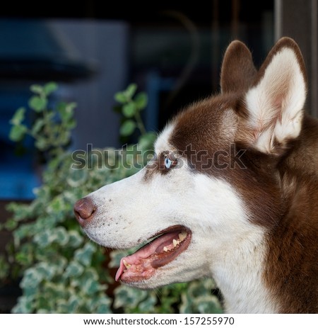 Siberian husky dog portrait, husky sled dog breeds in blur city background, husky in the city, husky portrait close up, selective focus to the dog, crop photo, warm light