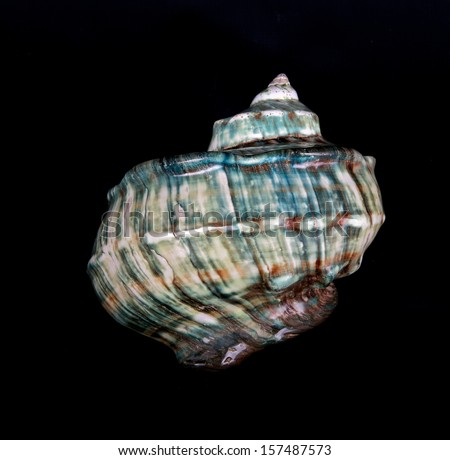 Blue sea shell on dark background, Ocean marine seashell close up isolated in dark background,marine seashell decorative object, wild seashell, seashell collection, blue colours, rural collection