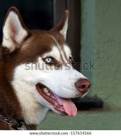 Siberian husky dog portrait, husky sled dog breeds in blur city background, husky in the city, husky portrait close up, selective focus to the dog, crop photo, warm light