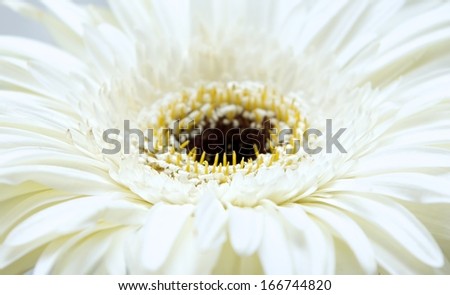 Bright light blossom flower background with middle yellow, focus to the middle, natural light, gerber flower background, blur background, macro