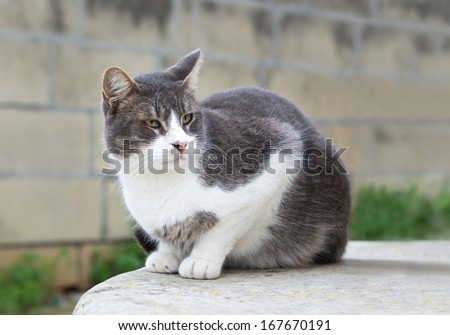 One alone grey cat sitting and looking in open air in blur dirty wall background, grey cat  with blur noisy background, animal close up, cat in the street, poor day lighting, cat sitting and looking