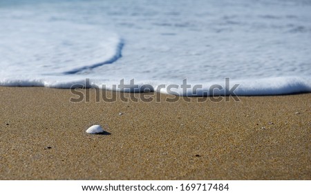 Nice small sea shell on the sandy beach and soft wave background, quiet time, sandy beach seashore in the evening. Wave background. Nature.Sea wave and sea shell. Selective focus, conceptual photo