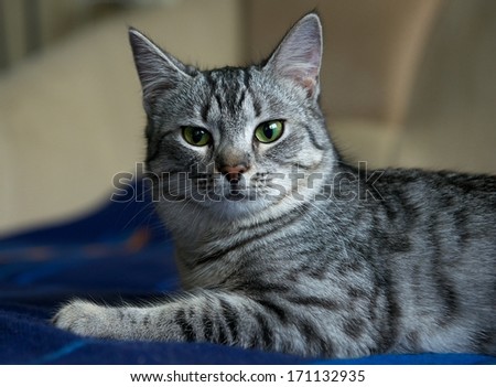 Portrait of elegant grey cat, young cat in blur bright dirty background, cat portrait close up, animals, domestic cat, cat with green eyes, grey cat. Cat portrait