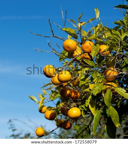 Fresh oranges on the tree in the garden on sunny day with selective focus and blue sky background. Orange tree. Orange tree on winter time in Malta