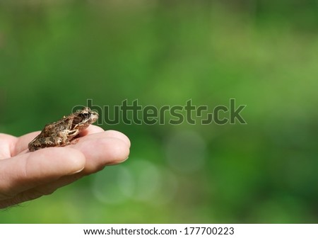 Little frog on hand in sunny day with amazing green blur background, little frog on hand fragment photo, artistic nature photo in blur background, artistic fauna photo poor light with selective focus