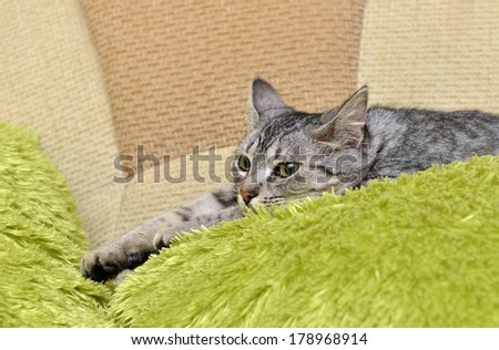 Portrait of elegant grey Cat, domestic cat, cat portrait, animals, domestic cat, cat with green eyes close up, grey cat, elegancy, cat