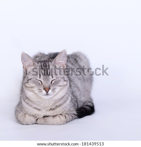 Cat close up in pink background with space for text, square photo,sleepy cat in light pink background, sleeping cat, cat close up, siesta