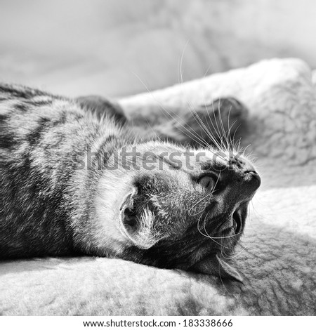 Curious looking up cat,watching cat close up, little cat, black and white photo, artistic, funny cat head, cat portrait close up, cat portrait in black and white photo