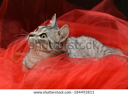 Cat portrait close up, looking to the top, cat head, streaky cat lying on red background, one cat in flat, domestic animal, cat on red Christmas decoration, playing cat, cat on christmas