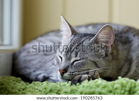 Sleeping cat face close up, sleepy lazy cat, sleeping kitten, sleepy cat close up, animals, domestic cat,relaxing cat in warm light, lazy cat on day time, relaxing cat, cat on siesta time