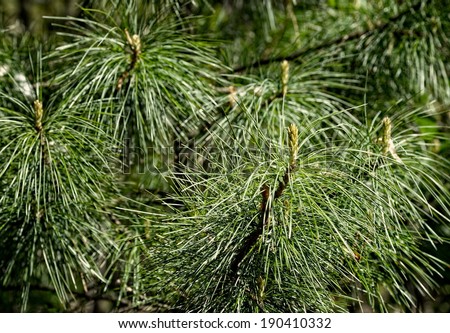 Pine tree close up, pine tree background in sunny day, pine forest, tropical nature, tropical flora