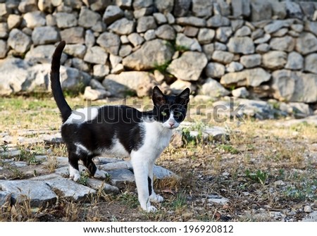 Wild cat in black and white in natural blur dirty background, wild cat in the mountains, little cat in a shadow outside