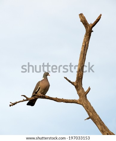 One alone dove (Pigeon) on a tree in light blue blur sky background, dove on a tree in natural background, dove, wild bird, Columbidae