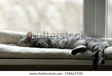 Sleeping cat near window on sunny day in natural background, resting cat on day time, cat and siesta, siesta time, sleeping little cat