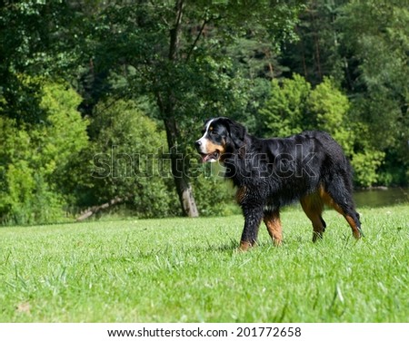 Dog portrait close up on sunny day, dog in shadows on sunny day, cropped photo, Bernese Mountain dog, Berner Sennenhund- kind of dogs, large dog from Swiss Alps in poor light