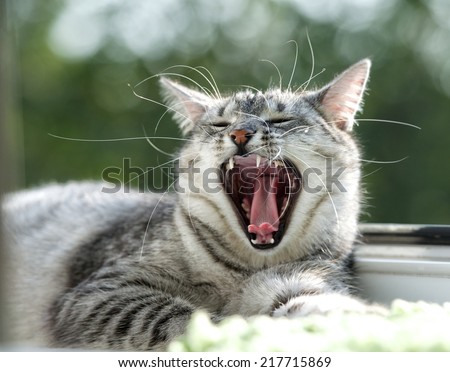 Yawning cat close up in blur background, sleepy cat, grey big cat, funny cat in domestic background, siesta time, relaxing cat, curious cat, cat with open mouth