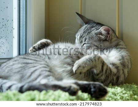 Fat cat sleeping on day time in blur background, fat happy cat, happy cat, car resting on day time, fat cat, siesta time, domestic animal, domestic cat, grey cat