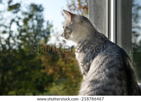 Sitting cat and looking through the window on blur autumn background, watching cat close up, autumn background with cat, cat watching birds, cat portrait with space for text