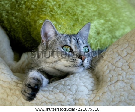 Cat portrait close up on sofa, lazy cat face close up, lazy cat on day time, animals, domestic cat, relaxing cat, cat resting, portrait of sad cat, happy cat, smiling cat, cat at home