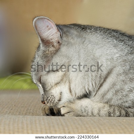 Sleeping cat on a sofa, domestic cat, grey young cat, cat portrait close up, only head, cat head, cat with close eyes