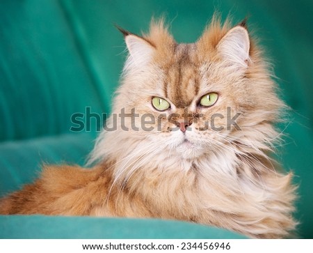 Portrait of elegant Persian Cat, Persian cat in blur green dirty background, cat portrait, animals, domestic cat, Brown orange Persian cat,cat with green eyes, grey cat, elegancy, persian cat in green