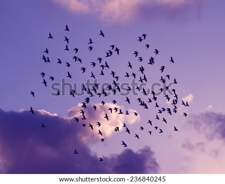 Flying pigeons in purple sky background, popular bird in Malta, birds in purple sky, romantic mood, romantic photo with flying birds, dreams mood, free birds, birds migration