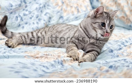 Tired young cat on a sofa with tongue out, curious cat, kitten, tongue, cat on a sofa