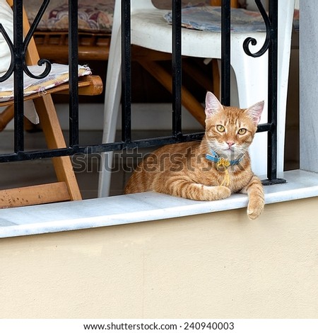 Brown domestic cat sitting in the balcony, serious cat in a balcony, domestic cat, cat, cat in apartment