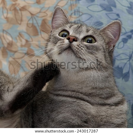 Cat portrait close up, curious cat, domestic cat, scratching cat only head close up, scratching cat