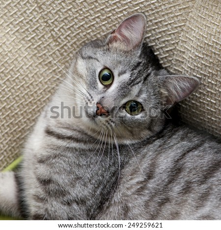 Grey cat portrait close up, domestic cat portrait, cat in romantic mood romantic cat, domestic animal, domestic cat