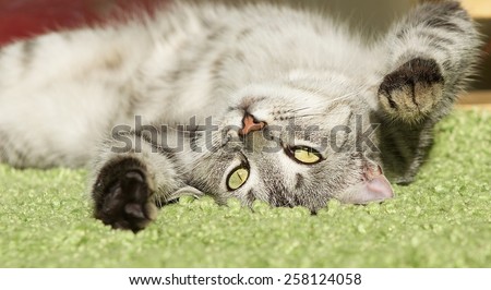 Sleeping cat in natural home background, lazy cat face close up, small sleepy lazy cat, domestic animal, cat on siesta time,resting cat on blur carpet, cute funny cat, young playful cat, cat playing
