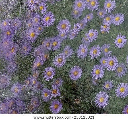 Violet flowers under ice in cold frozy morning, sharpening ice, winter background, flowers in winter, cold morning