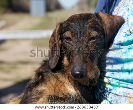 Brown Dachshund, short legged dog, portrait of dachshund, long-bodied dog, miniature dachshund, hunt prairie dogs, dachshunds