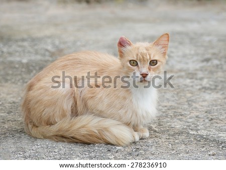 Wild street cat, sad cat, sick street cat, social issue