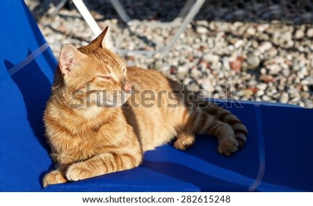 Big proud relaxing cat on siesta time, cat resting, cat in the beach on sunny day, lazy cat in the street, lazy cat on day time,wild cat,brown cat outside,cat isolated in blurry background