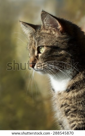 Sitting cat and looking through the window in blur window background low ISO, cat close up, cat at home, domestic animal, serious cat, curious cat looking through the window on warm sunset light