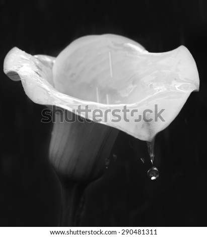 Lilly flower in dark noisy background, conceptual artistic photo of lilly flower in dark grainy background in black and white photo, B&W photo