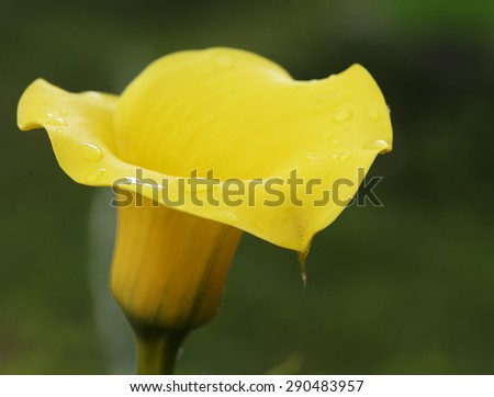 Golden Calla Lily Zantedeschia elliottiana in stormy rain background,Lilly is genus in Araceae family from Southern Africa, Golden Calla Lily flower with rain drops, artistic photo of Calla Lily