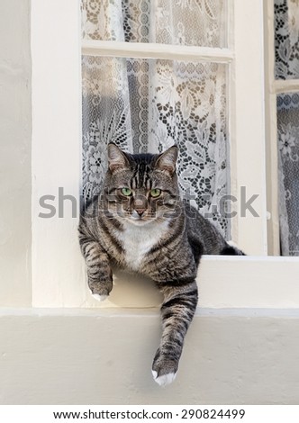Big strong cat looking through the window