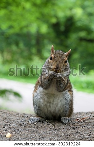 Wild squirrel in natural nature background, eating squirrel looking straight to the camera, popular wild animal in Canada, canadian squirrel