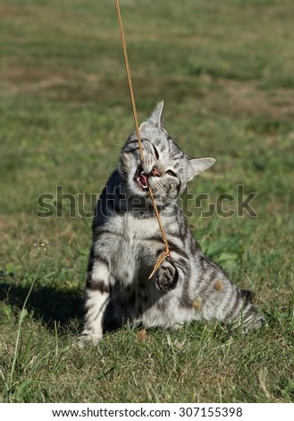 Playing cat in grass field background. Portrait of young funny cat